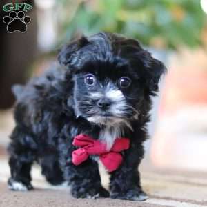 Storm, Maltipoo Puppy